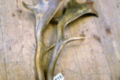 216-Pair-of-Deer-Antlers
