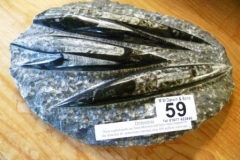 0059-Orthoceras-Fossils