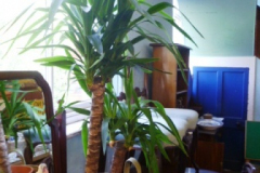 0153-Yucca-Plant-in-Pot