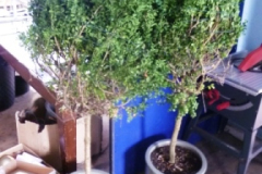 0457-Pair-of-Heritage-Garden-Pots-with-Box-Trees