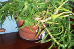 170-Aloe-Vera-House-Plant