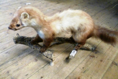 0134-Taxidermy-Pine-Martin