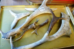 0170-Tray-of-Assorted-Antlers