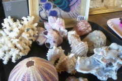 0189-Tray-of-Sea-Shells-Coral-Picture