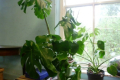 150-Two-Large-Cheese-Plants