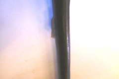 293-Terrier-Walking-Stick