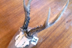 0075-Antlers-on-Wooden-Plinth