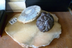 0174-3-Fossils