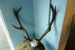 095-8-Point-Stag-Antlers