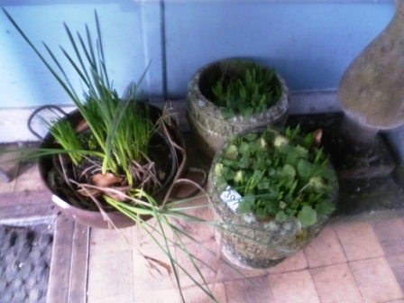 397-3-Assorted-Planters-with-Plants