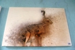 0336-Hare-on-Canvas-Picture