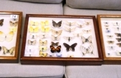 074-3-Display-Cases-with-Butterflies-and-Moths