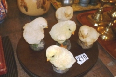 210-Chicks-on-Wooden-Plinth