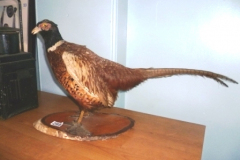 299-Taxidermy-Pheasant