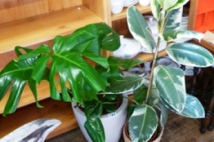 0141-Cheese-Plant-and-1-Other-Plant