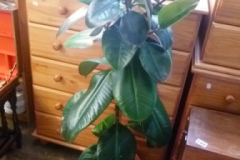 0148-House-Plant-in-Pot