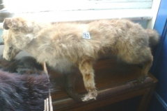 0152-Taxidermy-Fox