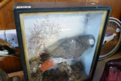 0264-Taxidermy-Grey-Parrot-in-Case
