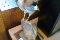 0265-Taxidermy-Jay-AF