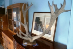 189-Stag-Antlers