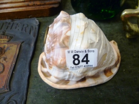 0084-Decorated-Shell-Marked-Napoli