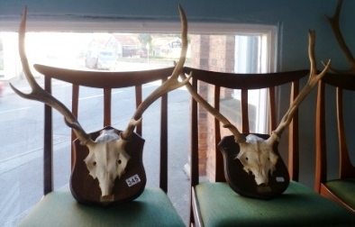 0345-2-Mounted-Antlers