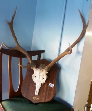 0346-Mounted-Antlers