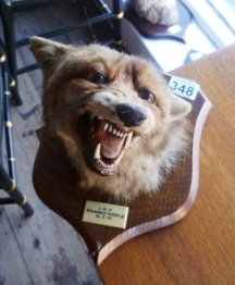 0348-Mounted-Fox-Mask-Glaisdale-Hounds-1933