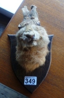 0349-Mounted-Hares-Head