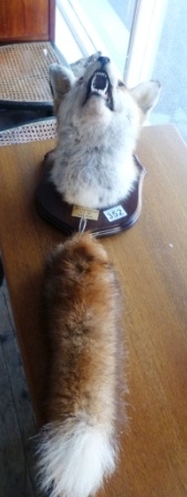 0352-Mounted-Fox-Mask-and-Tail-York-and-Ainsty-Hunt-1994