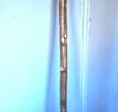 0330-Horn-Topped-Walking-Stick