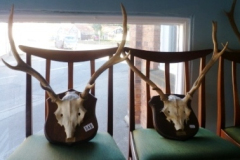 0345-2-Mounted-Antlers