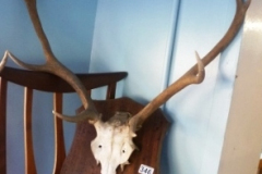 0346-Mounted-Antlers
