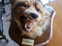 0348-Mounted-Fox-Mask-Glaisdale-Hounds-1933