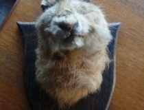 0349-Mounted-Hares-Head