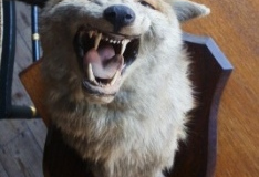 0350-Mounted-Fox-Mask
