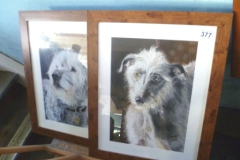 0377-Pair-of-Framed-Dog-Prints